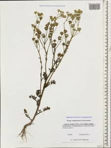 Senecio vernalis Waldst. & Kit., Caucasus, Azerbaijan (K6) (Azerbaijan)