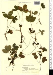 Fragaria viridis subsp. campestris (Steven) Pawl., Crimea (KRYM) (Russia)