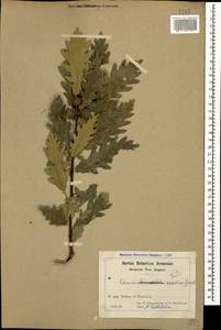 Quercus infectoria subsp. veneris (A.Kern.) Meikle, Caucasus, Armenia (K5) (Armenia)