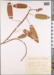 Persicaria amphibia (L.) Gray, Middle Asia, Western Tian Shan & Karatau (M3) (Kyrgyzstan)
