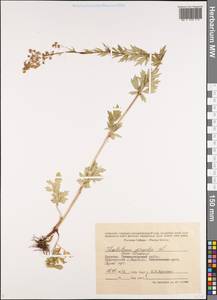 Thalictrum simplex L., Siberia, Baikal & Transbaikal region (S4) (Russia)