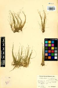 Eleocharis acicularis (L.) Roem. & Schult., Siberia, Baikal & Transbaikal region (S4) (Russia)