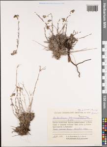 Eritrichium sericeum (Lehm.) A. DC., Siberia, Yakutia (S5) (Russia)