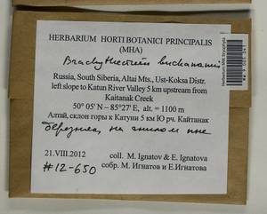 Brachythecium buchananii (Hook.) A. Jaeger, Bryophytes, Bryophytes - Western Siberia (including Altai) (B15) (Russia)