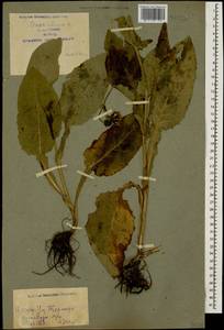 Crepis sibirica L., Caucasus, Azerbaijan (K6) (Azerbaijan)