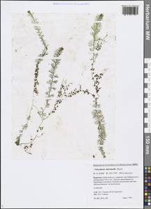 Utricularia intermedia Hayne, Siberia, Baikal & Transbaikal region (S4) (Russia)