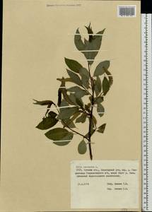 Salix pentandra L., Eastern Europe, Belarus (E3a) (Belarus)