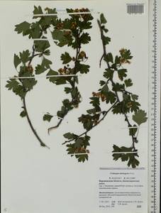 Crataegus monogyna Jacq., Eastern Europe, Central forest-and-steppe region (E6) (Russia)