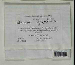 Mnium lycopodioides Schwägr., Bryophytes, Bryophytes - Russian Far East (excl. Chukotka & Kamchatka) (B20) (Russia)