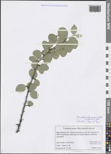 Cotoneaster melanocarpus G. Lodd., Eastern Europe, Central forest region (E5) (Russia)
