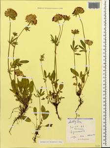 Anthyllis vulneraria subsp. boissieri (Sagorski)Bornm., Caucasus, South Ossetia (K4b) (South Ossetia)