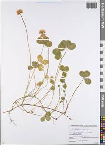 Trifolium repens L., Eastern Europe, Belarus (E3a) (Belarus)