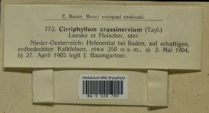 Cirriphyllum crassinervium (Taylor ex Wilson) Loeske & M. Fleisch., Bryophytes, Bryophytes - Western Europe (BEu) (Austria)