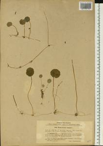 Hydrocotyle vulgaris L., Eastern Europe, Latvia (E2b) (Latvia)