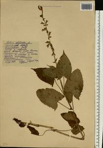 Salvia glutinosa L., Eastern Europe, Moscow region (E4a) (Russia)