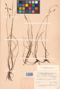 Carex rariflora (Wahlenb.) Sm., Eastern Europe, Northern region (E1) (Russia)