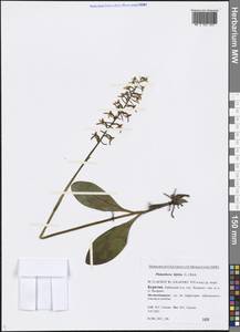 Platanthera bifolia (L.) Rich., Siberia, Baikal & Transbaikal region (S4) (Russia)