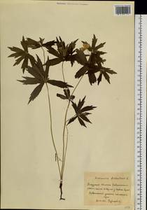 Anemonastrum dichotomum (L.) Mosyakin, Siberia, Russian Far East (S6) (Russia)