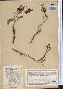 Glycyrrhiza aspera Pall., Middle Asia, Muyunkumy, Balkhash & Betpak-Dala (M9) (Kazakhstan)