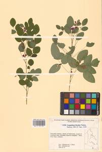 Lespedeza bicolor Turcz., Siberia, Russian Far East (S6) (Russia)