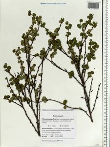 Betula nana L., Eastern Europe, Northern region (E1) (Russia)