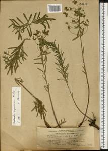 Euphorbia seguieriana Neck., Eastern Europe, North Ukrainian region (E11) (Ukraine)