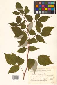 Rubus idaeus L., Eastern Europe, Northern region (E1) (Russia)