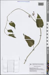 Solanum dulcamara L., Eastern Europe, Eastern region (E10) (Russia)