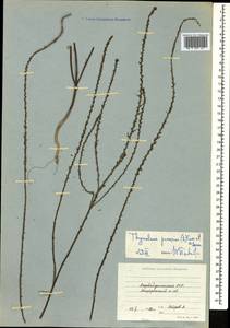 Thymelaea passerina (L.) Coss. & Germ., Caucasus, Azerbaijan (K6) (Azerbaijan)