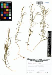 Thesium repens Ledeb., Siberia, Baikal & Transbaikal region (S4) (Russia)