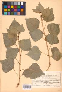 Populus nigra L., Eastern Europe, Lower Volga region (E9) (Russia)