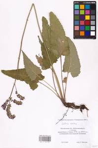 MHA 0 156 245, Salvia nutans L., Eastern Europe, Central forest-and-steppe region (E6) (Russia)