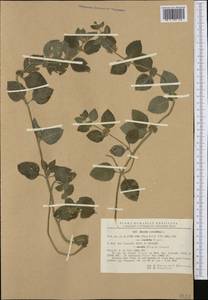 Mentha × verticillata L., Western Europe (EUR) (Romania)