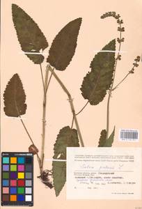 MHA 0 156 314, Salvia pratensis L., Eastern Europe, Western region (E3) (Russia)