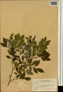 Murraya paniculata (L.) Jacq., South Asia, South Asia (Asia outside ex-Soviet states and Mongolia) (ASIA) (China)