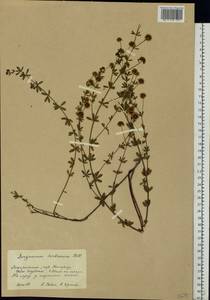 Dorycnium pentaphyllum subsp. herbaceum (Vill.)Rouy, Eastern Europe, West Ukrainian region (E13) (Ukraine)