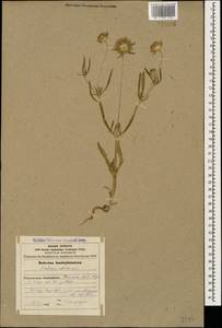 Lomelosia rotata (M. Bieb.) Greuter & Burdet, Caucasus, Armenia (K5) (Armenia)