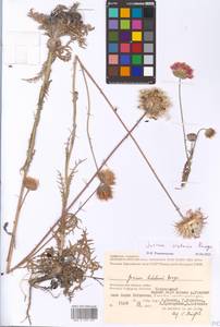 Jurinea cretacea Bunge, Eastern Europe, Lower Volga region (E9) (Russia)