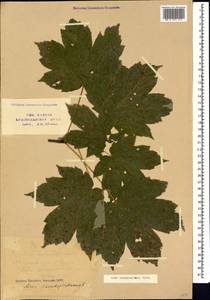 Acer heldreichii subsp. trautvetteri (Medvedev) A. E. Murray, Caucasus, Krasnodar Krai & Adygea (K1a) (Russia)