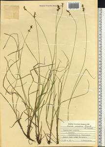 Carex omiana Franch. & Sav., Siberia, Russian Far East (S6) (Russia)