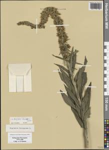 Digitalis ferruginea subsp. schischkinii (Ivanina) K.Werner, Caucasus, Stavropol Krai, Karachay-Cherkessia & Kabardino-Balkaria (K1b) (Russia)