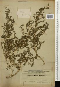 Amaranthus albus L., Caucasus, Azerbaijan (K6) (Azerbaijan)