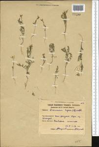 Descurainia sophia (L.) Webb ex Prantl, Middle Asia, Northern & Central Kazakhstan (M10) (Kazakhstan)