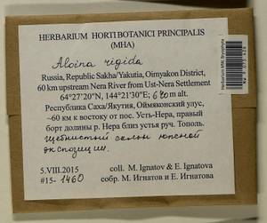 Aloina rigida (Hedw.) Limpr., Bryophytes, Bryophytes - Yakutia (B19) (Russia)