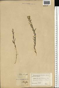 Galatella villosa (L.) Rchb. fil., Eastern Europe, Eastern region (E10) (Russia)