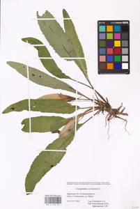 Campanula cervicaria L., Eastern Europe, Western region (E3) (Russia)