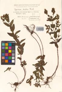 Hypericum erectum Thunb., Siberia, Russian Far East (S6) (Russia)