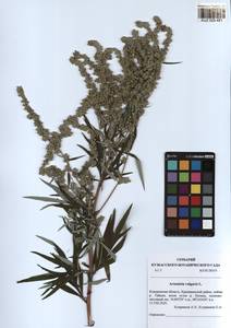 Artemisia vulgaris L., Siberia, Altai & Sayany Mountains (S2) (Russia)