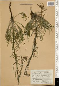 Jurinea ciscaucasica (Sosn.) Iljin, Caucasus, Dagestan (K2) (Russia)