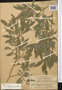 Salix pycnostachya Anderss., Middle Asia, Western Tian Shan & Karatau (M3) (Kazakhstan)